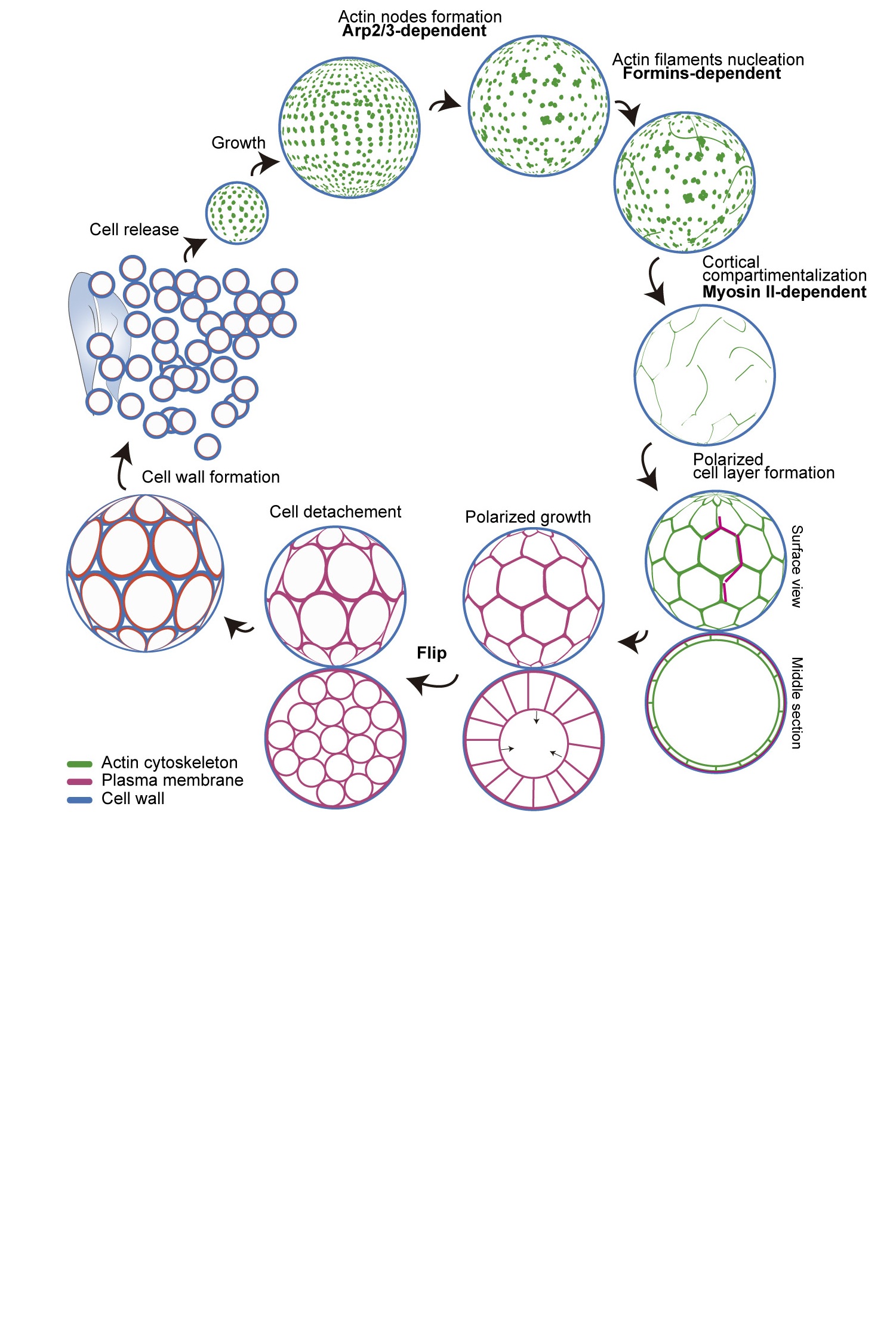 Sphaeroforma arctica cellularization