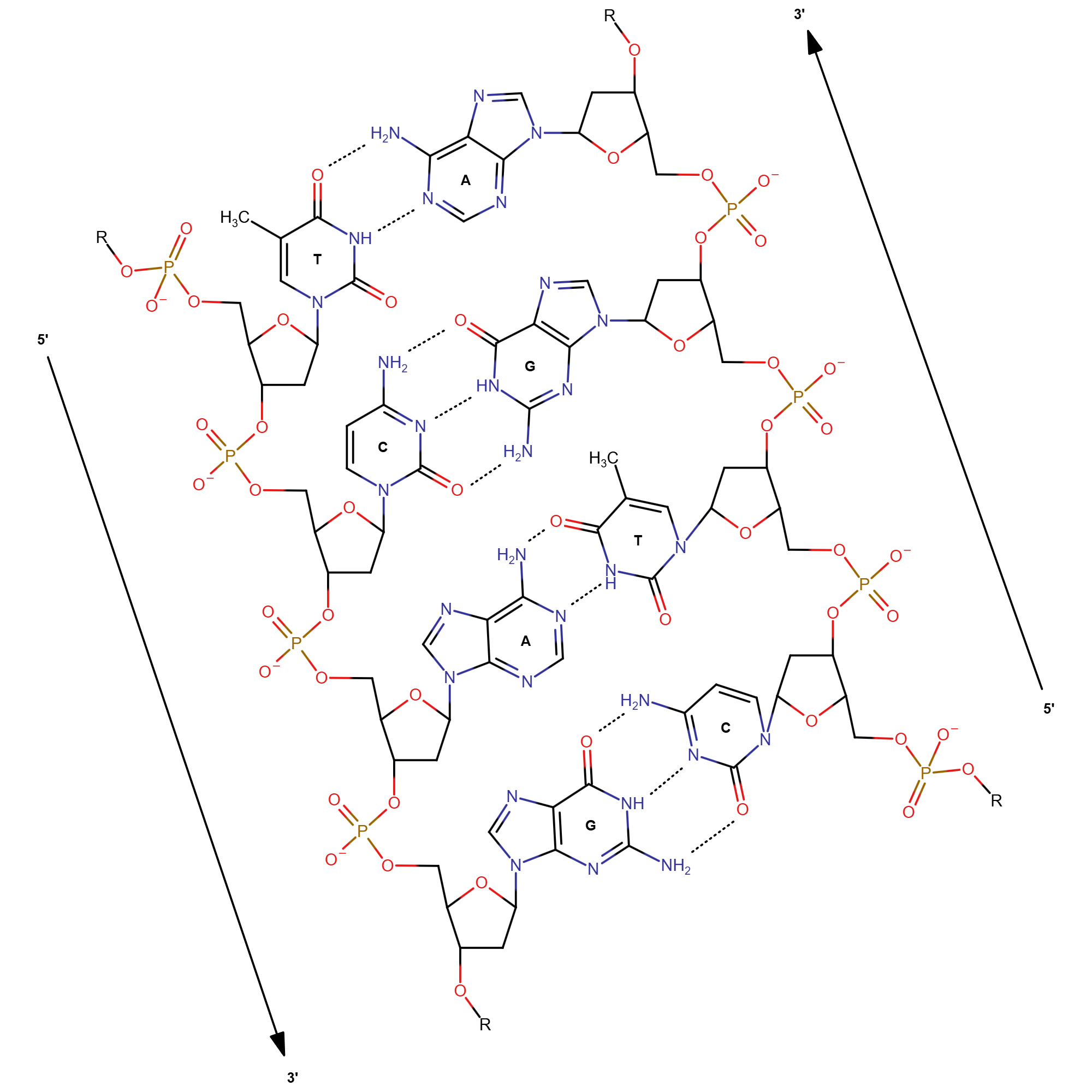 Double stranded DNA