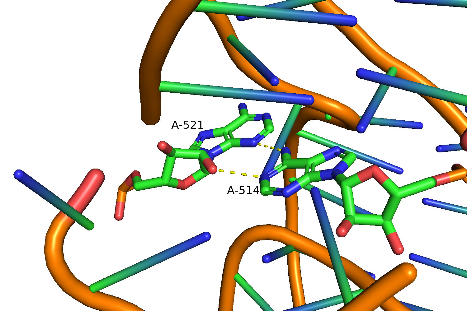 Adenine-Adenine base pair