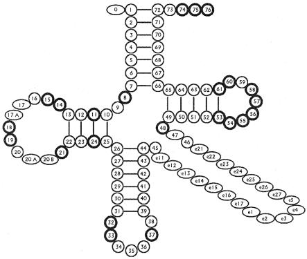tRNA nucleotides numeration