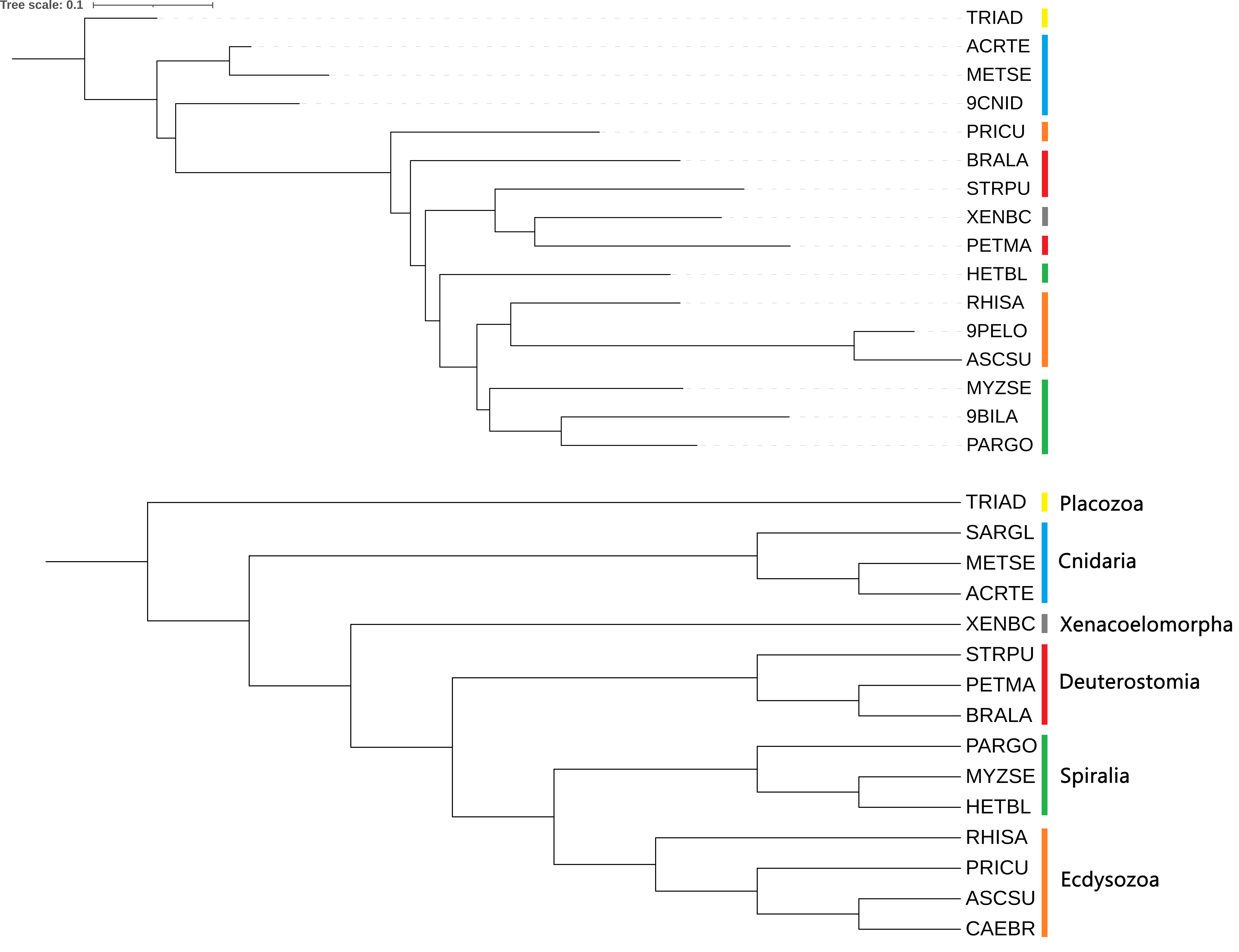 Phylogenetic tree fastme Tamura-Nei