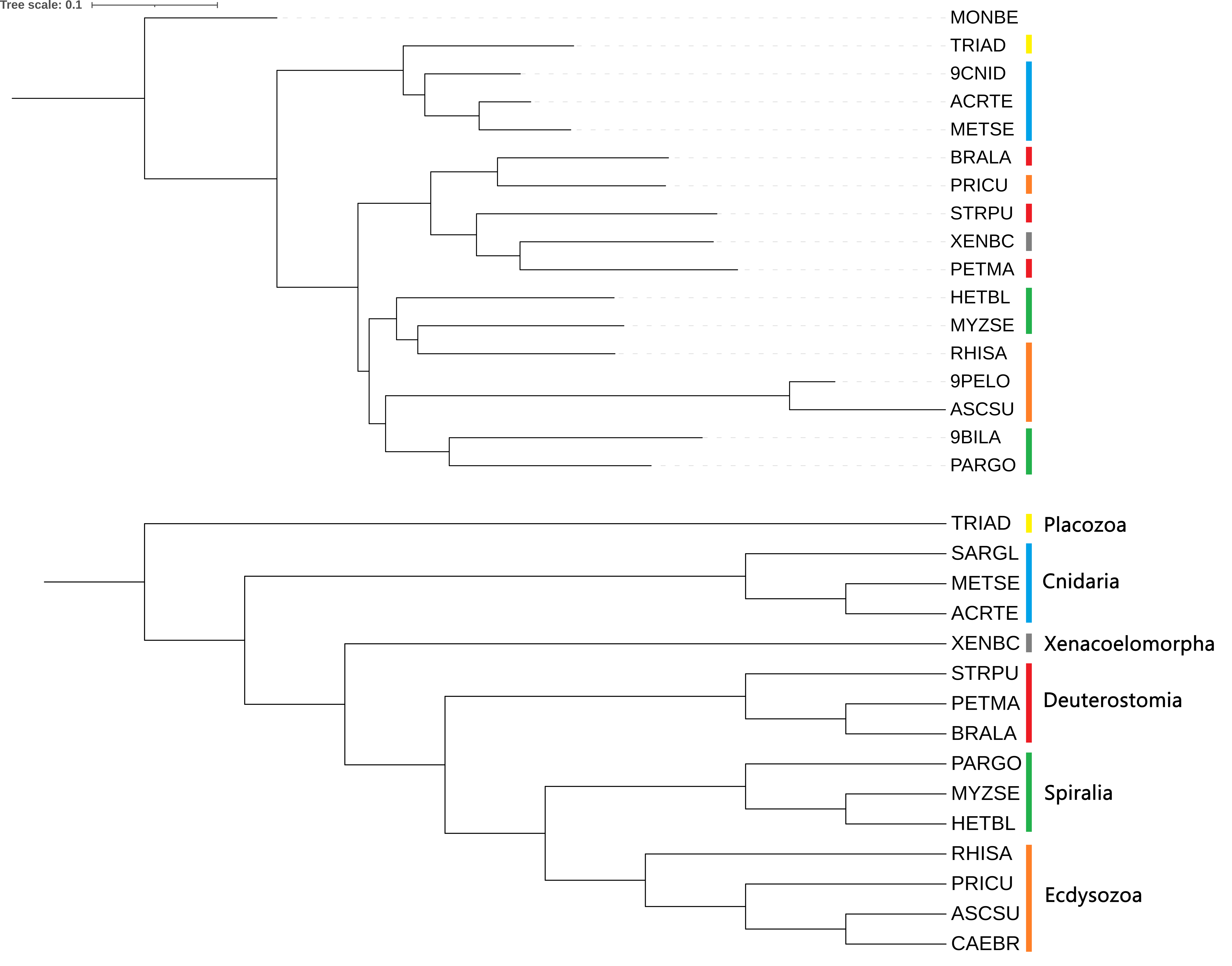 Phylogenetic tree fastme Kimura