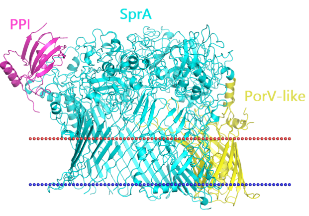 Type IX secretion system structure