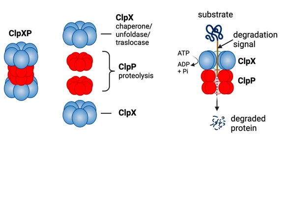 ClpXP protease