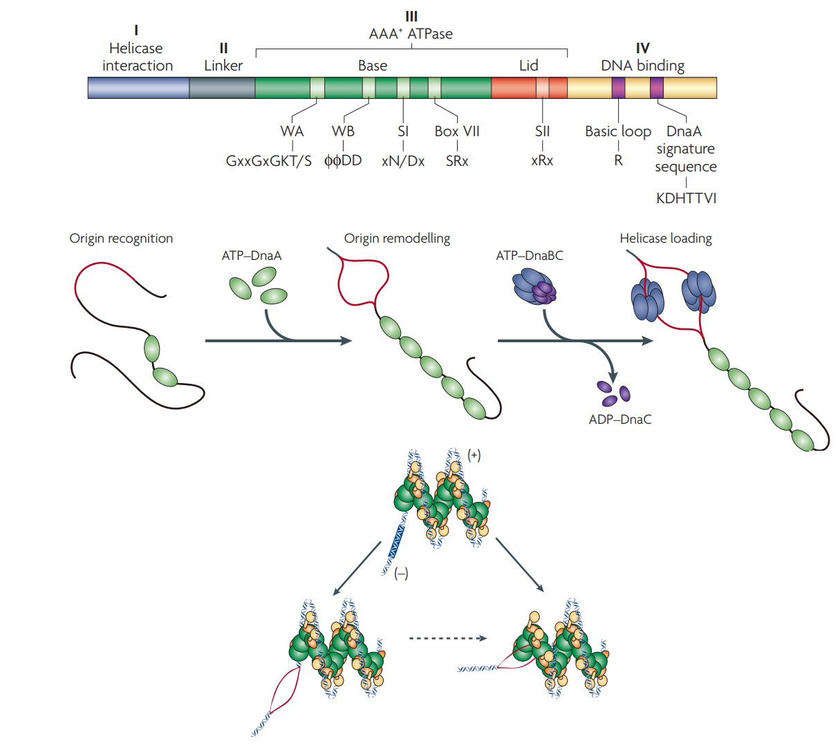 DnaA protein functioning