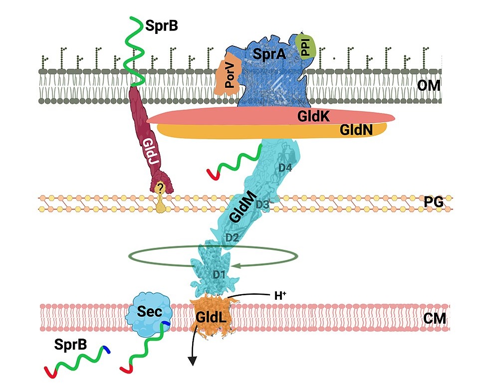 Type IX secretion system scheme