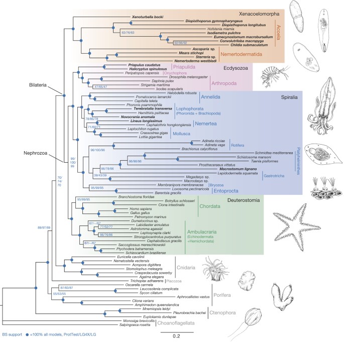 Tree of life