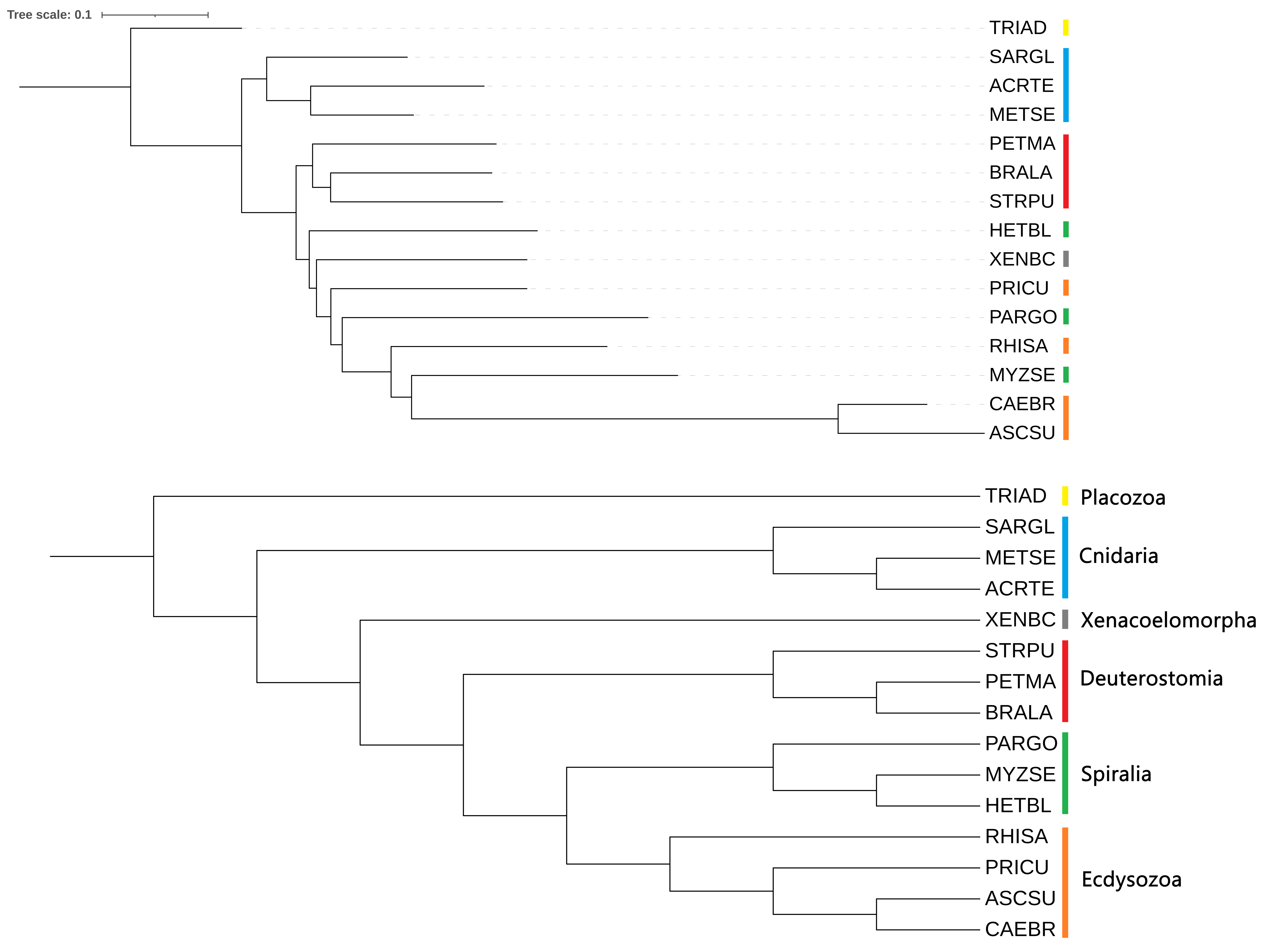 Phylogenetic tree fastme MtREV