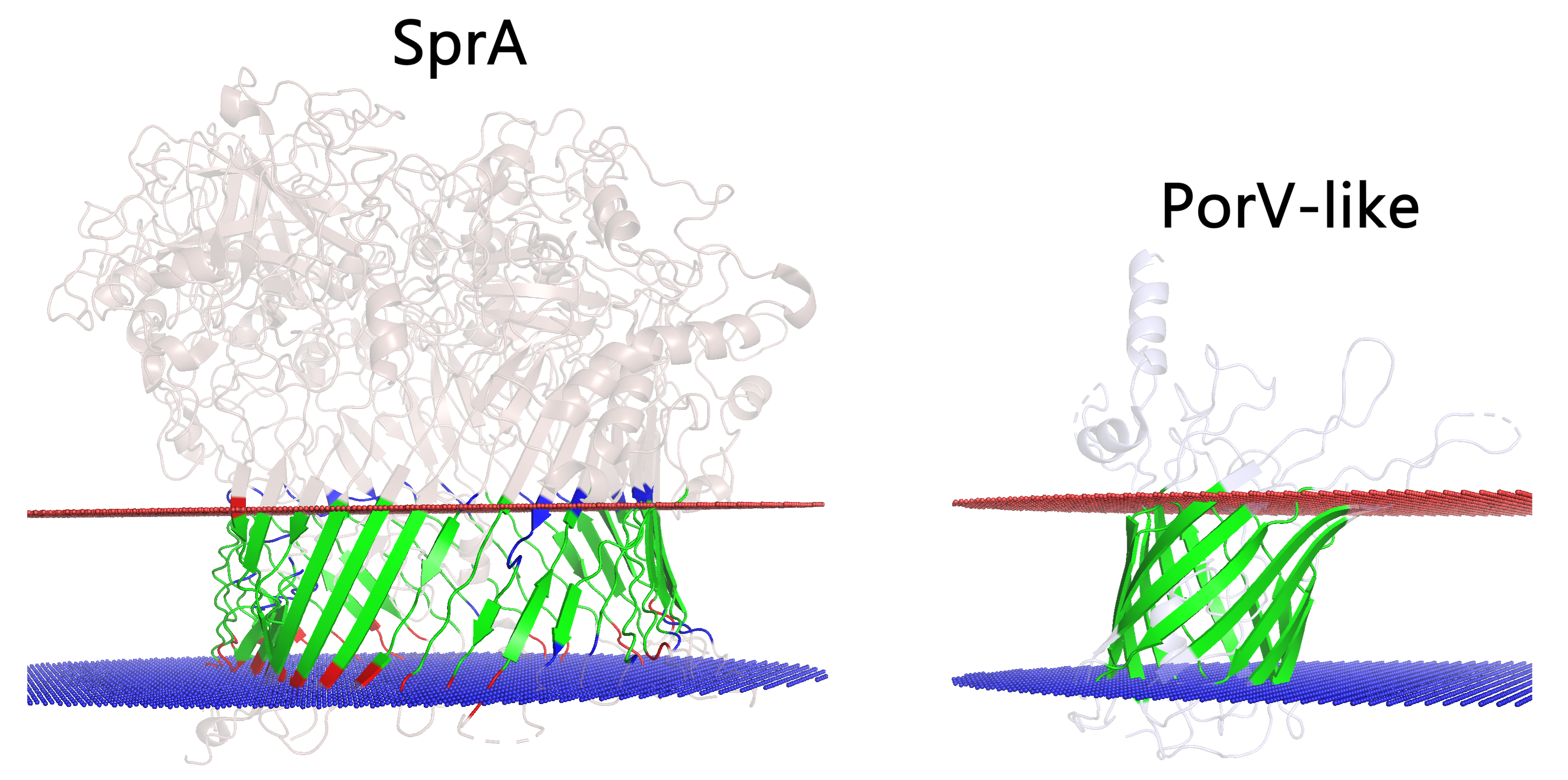 Type IX secretion system TMHMM prediction and structure comparison