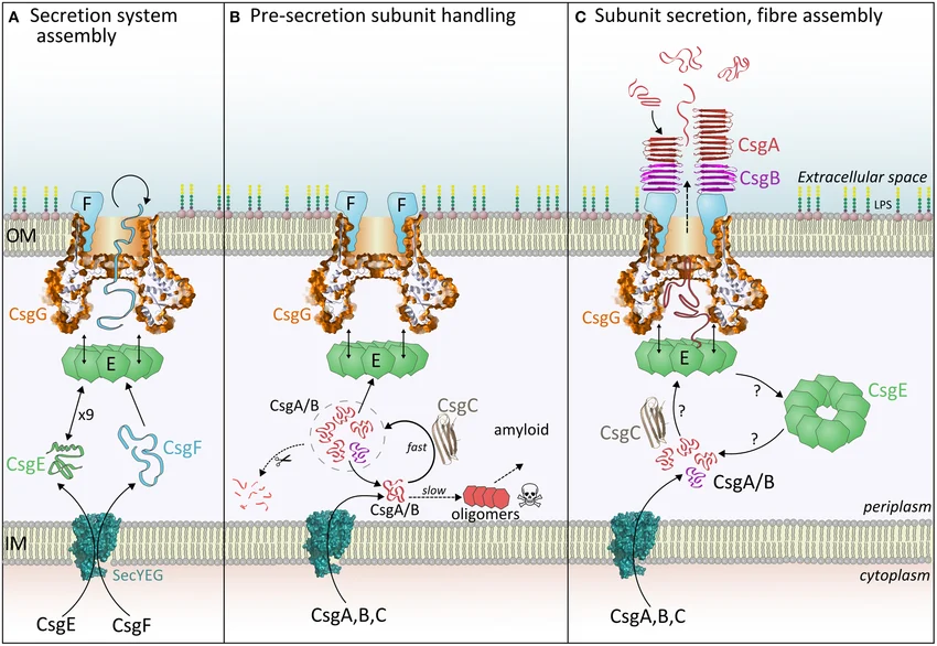 Curli secretion system
