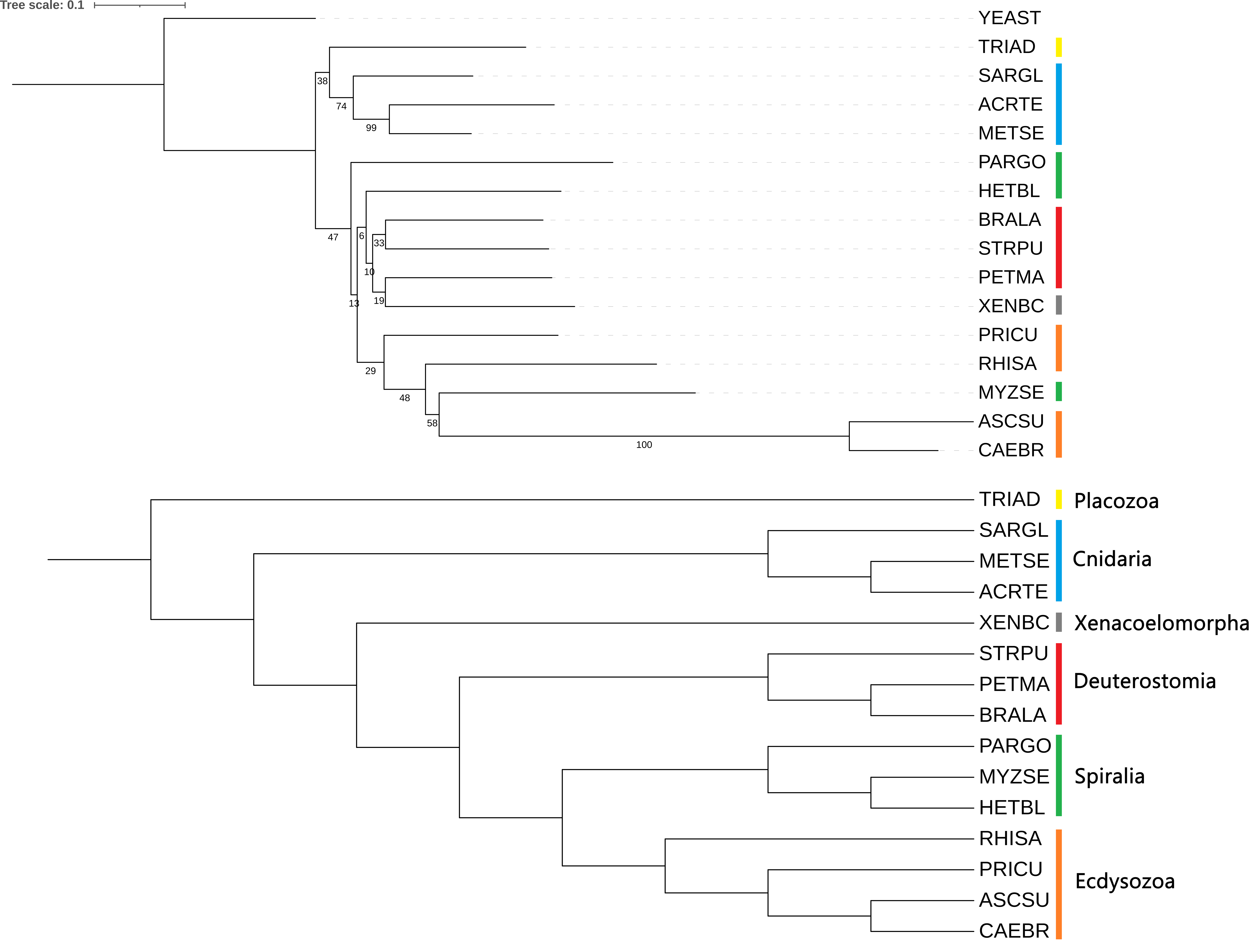 Phylogenetic tree fastme p-distance