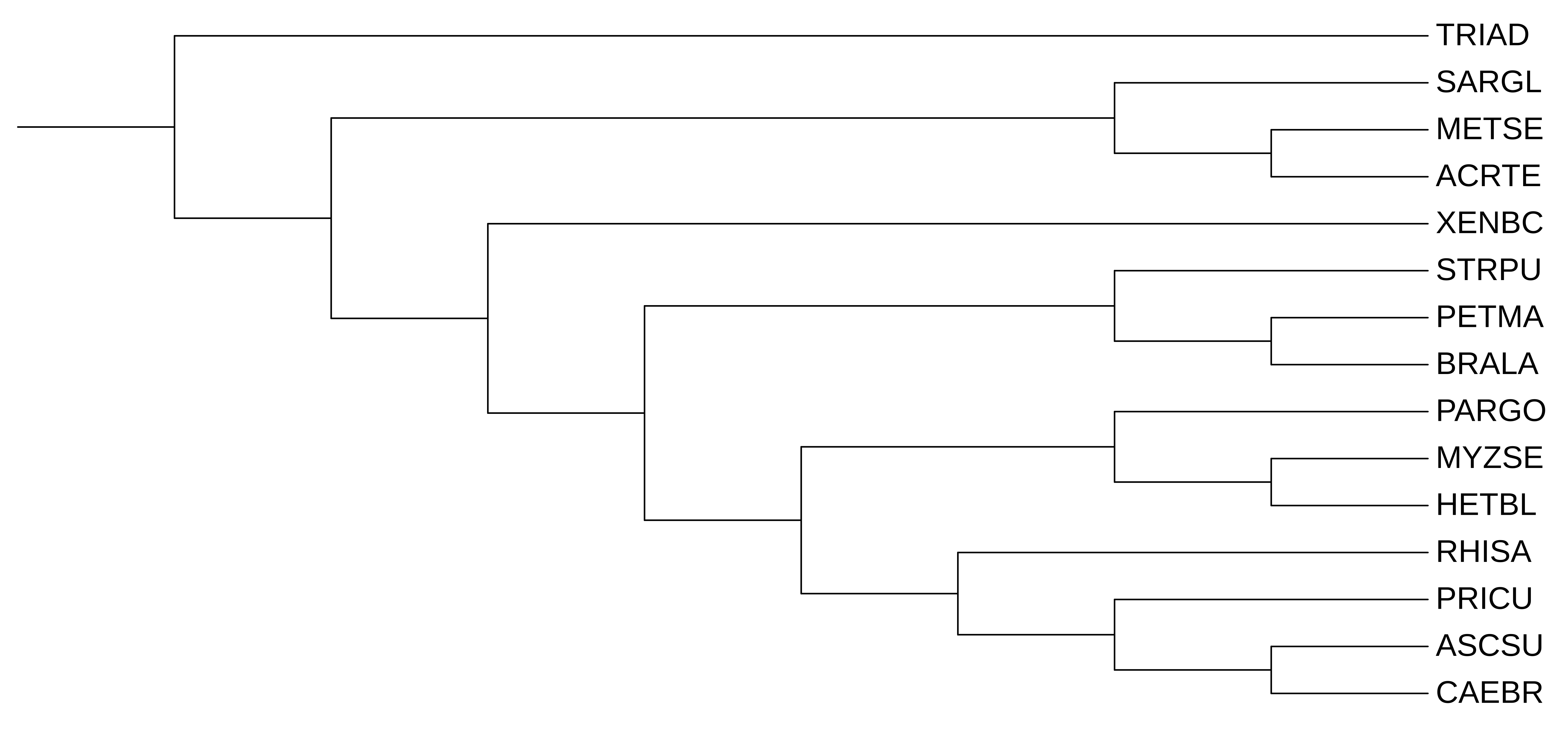 Phylogenetic tree