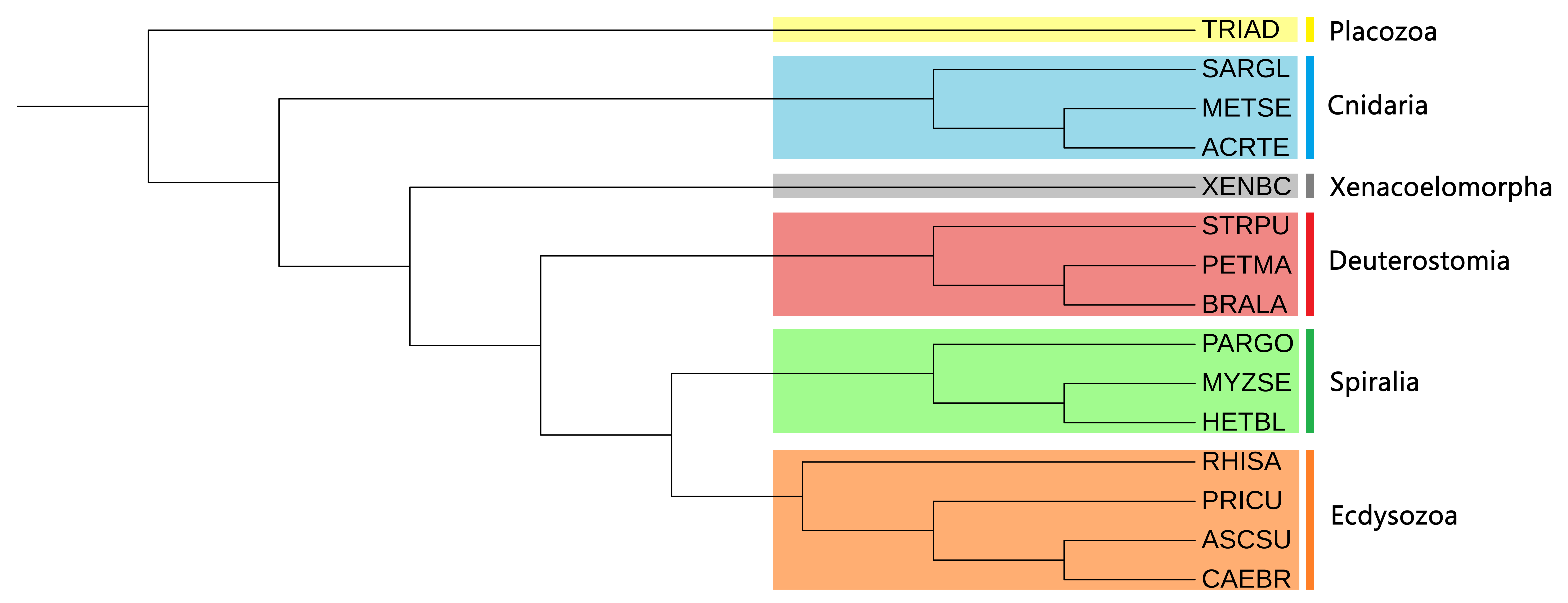 Phylogenetic tree