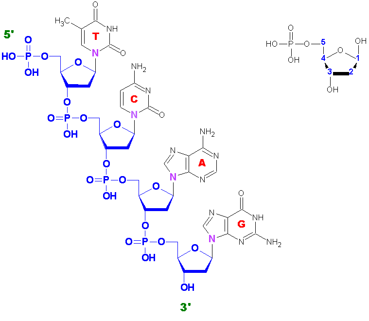 Цепь днк 3 и 5 концы