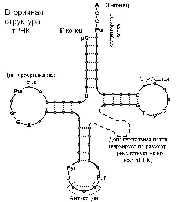 Схема строения молекулы т рнк