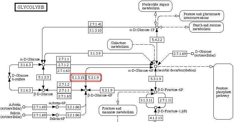 glycolysis-gluconeogenesis: EC 5.1.3.15 - EC 5.3.1.9