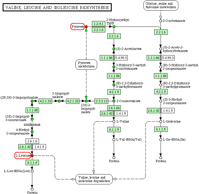 Valine, leucine and isoleucine biosynthesis - Ecoli