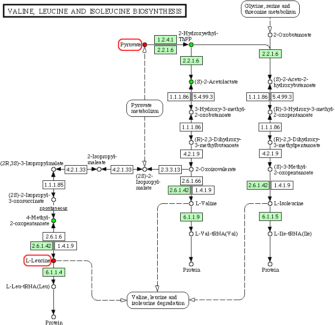Valine, leucine and isoleucine biosynthesis - Human
