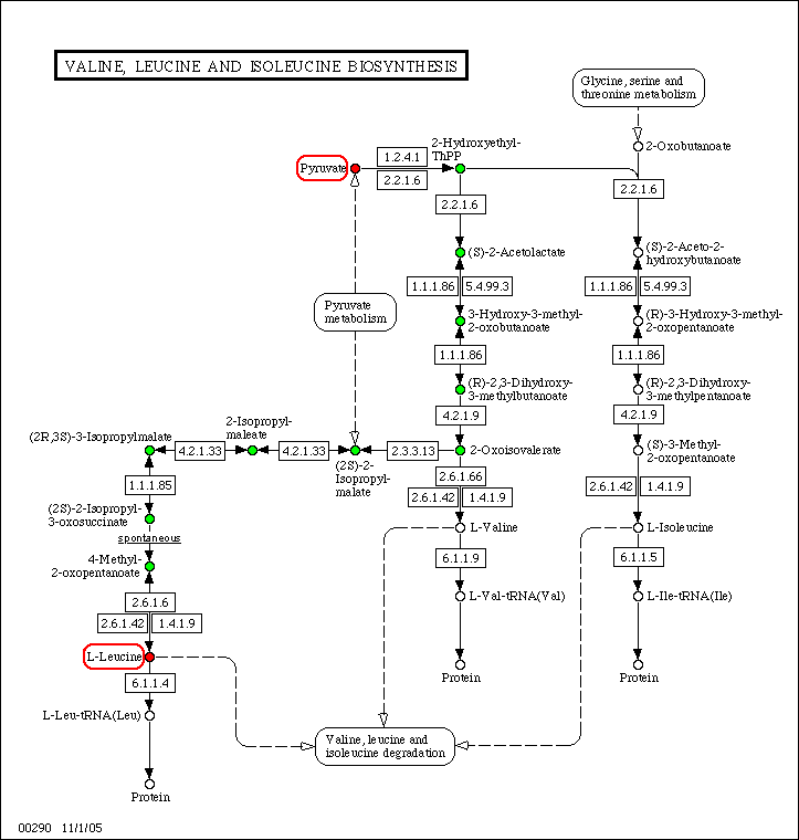 Valine, leucine and isoleucine biosynthesis - Reference pathway