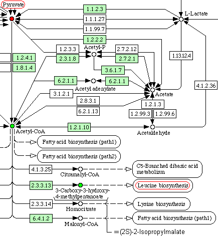 Pyruvate metabolism - Ecoli