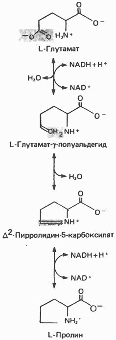 cycle