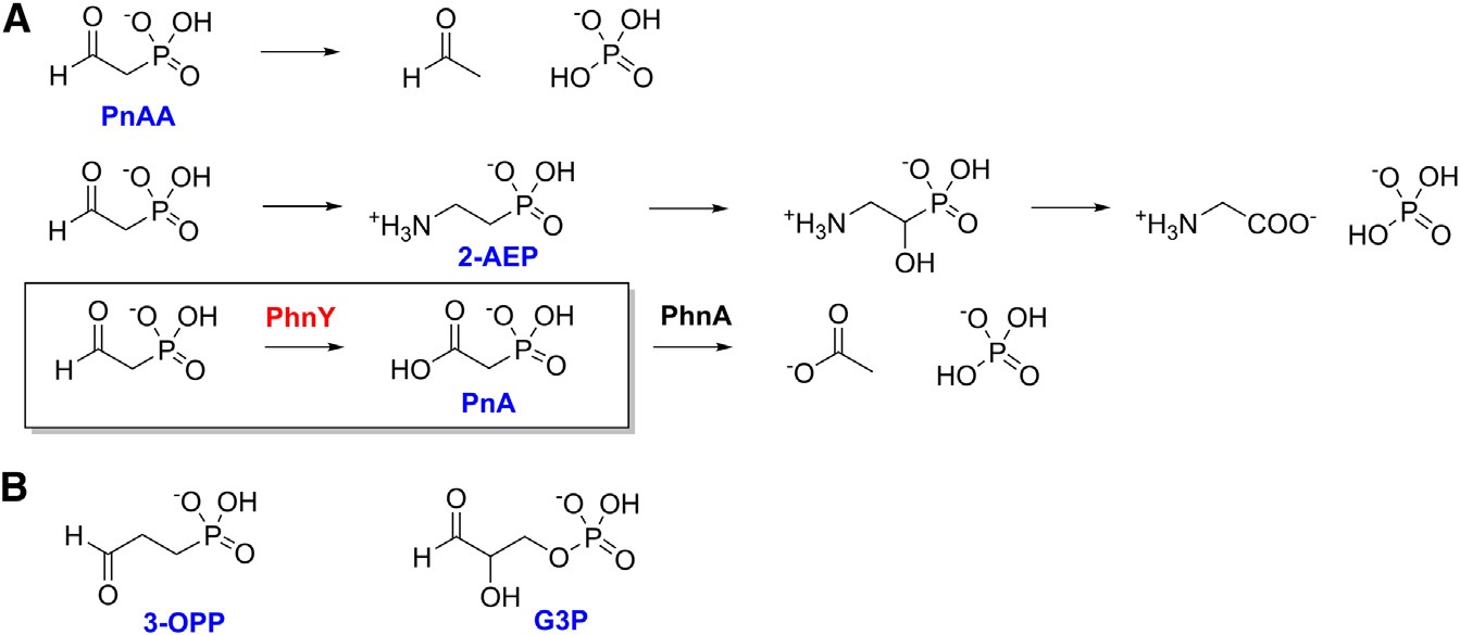 Enzymatic pathways