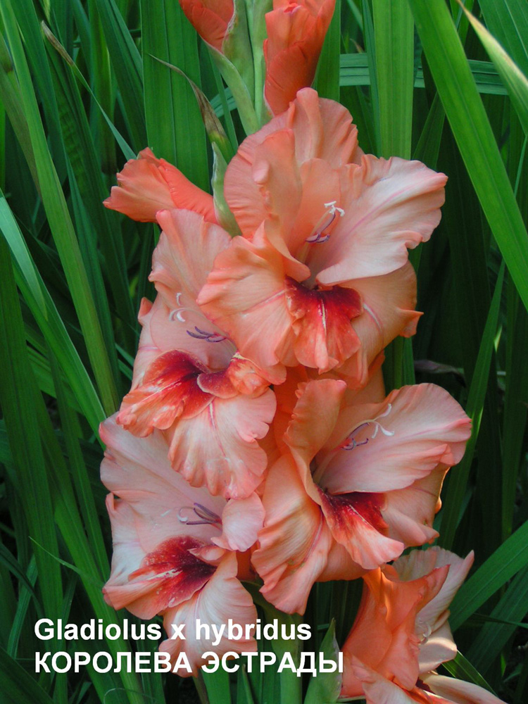 image 03