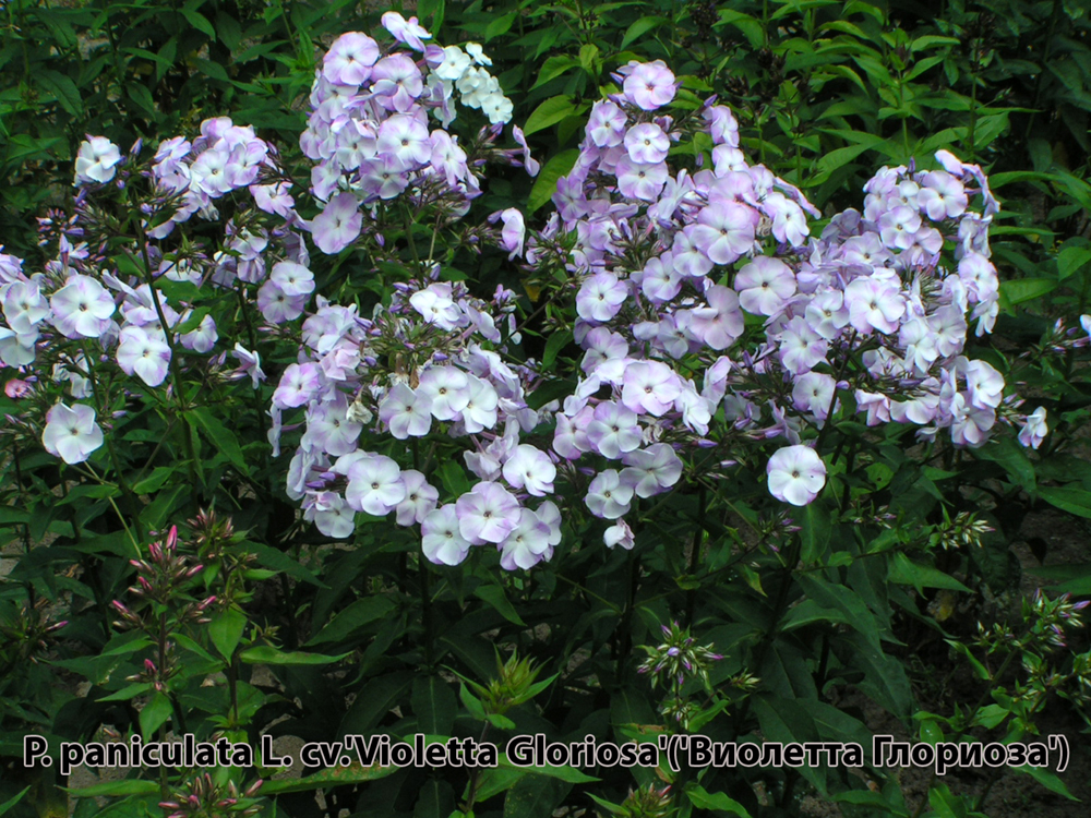image 04