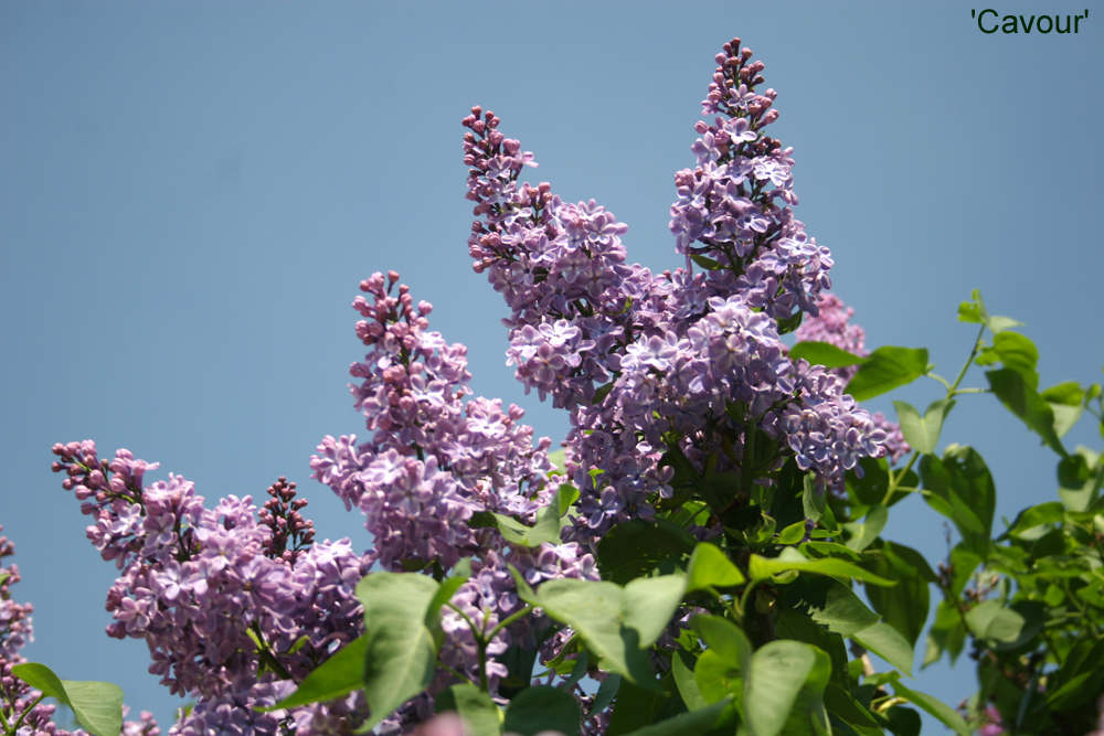 image 06