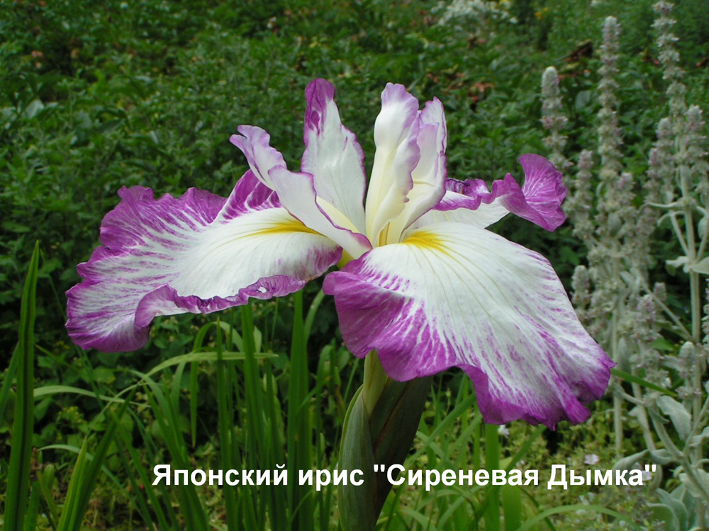 image 08