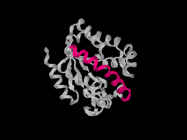 highlighted helix