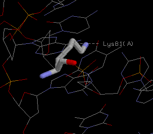 Lys81(A)