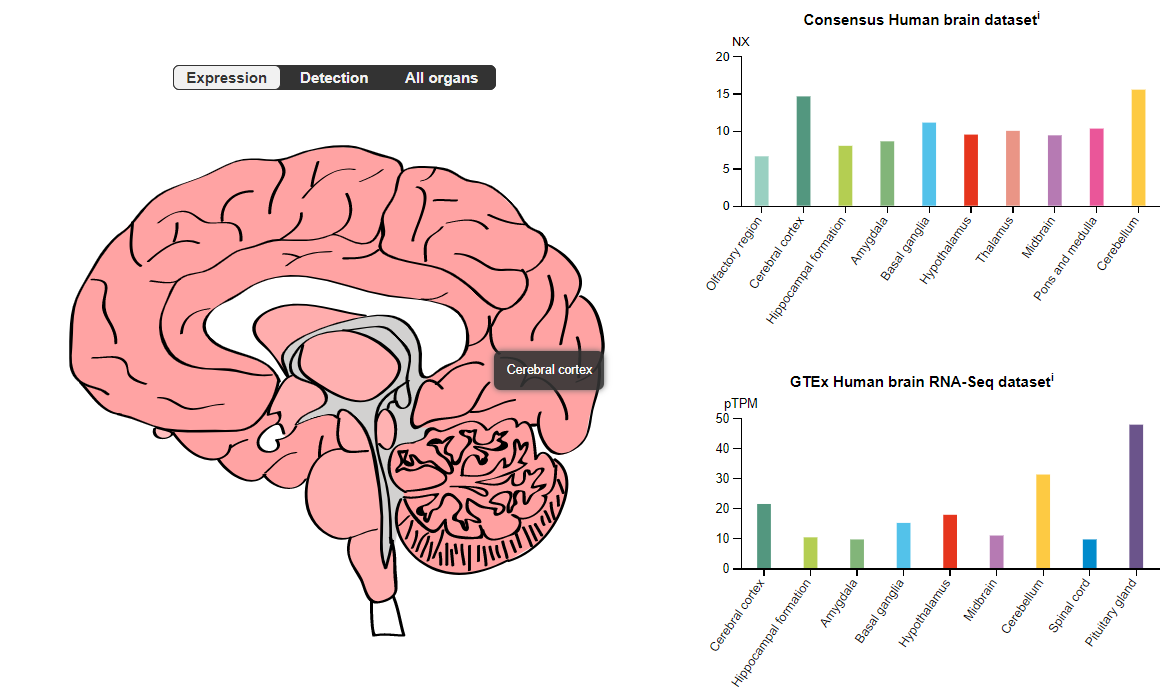 Brain