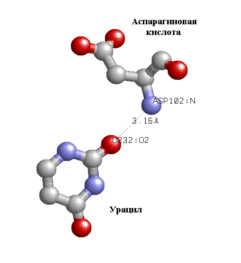 Аспарагиновая кислота для мужчин. Аспарагиновая кислота кислота. Аспарагиновая кислота классификация. Получение аспарагиновой кислоты. L аспарагиновая кислота.